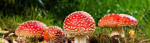 Herfst 2026